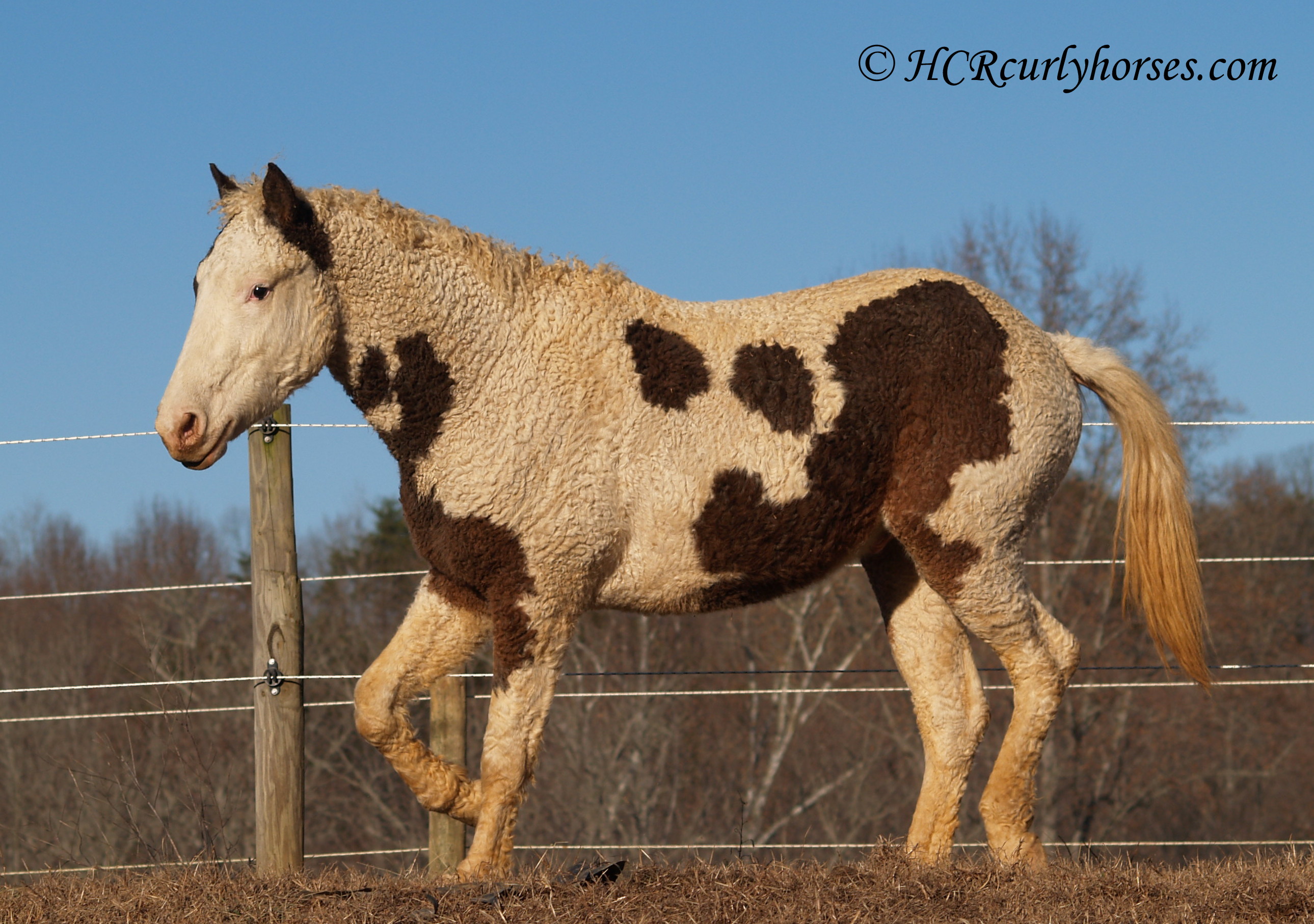 American Bashkir Curly Horse